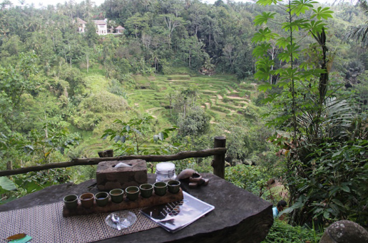 Luwak Coffee plantations